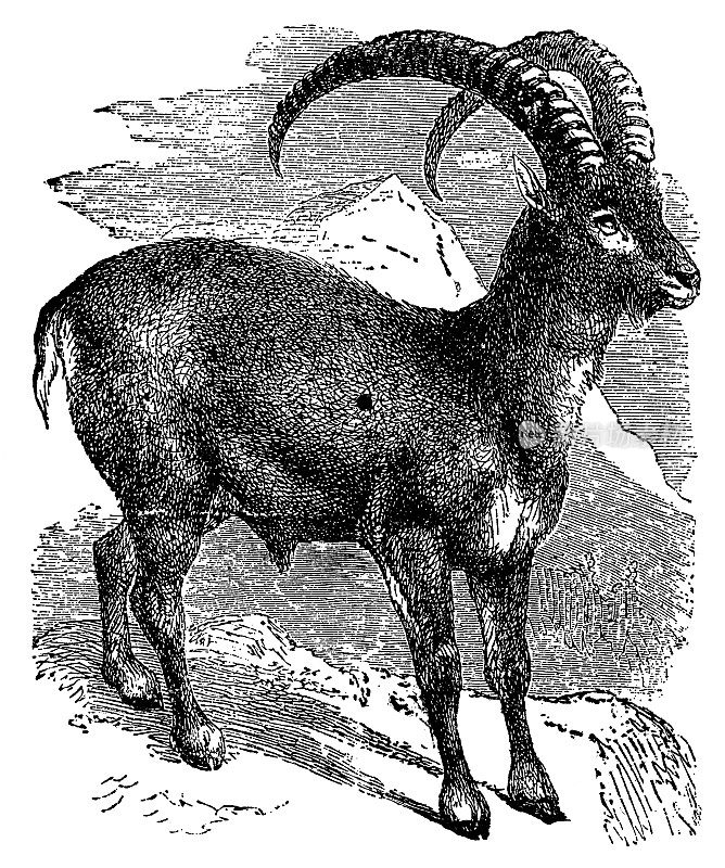 高山野山羊(Capra Ibex) - 19世纪